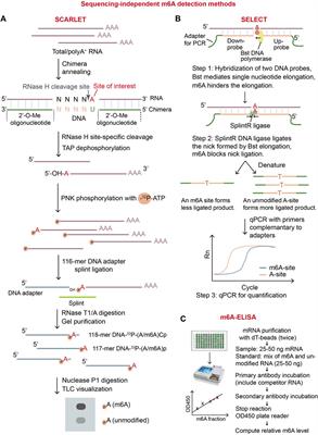 Current progress in strategies to profile transcriptomic m6A modifications